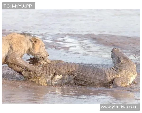 迈国际与纽约红牛的激烈对决展现足球魅力与战术智慧的较量